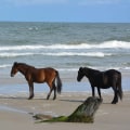 Exploring the Wild Horse Adventure Tour in Currituck County, NC