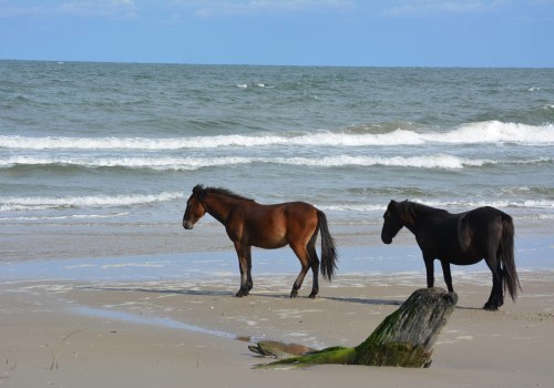 Exploring the Wild Horse Adventure Tour in Currituck County, NC