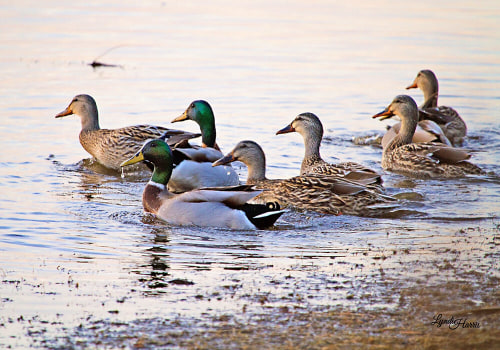 Discover the Rich Birdwatching Opportunities in Currituck County, NC